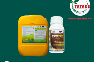 Bí Quyết Bón Phân Sầu Riêng: Ra Hoa Mùa Nghịch & Tạo Cơi Đọt Cây Con Khỏe Mạnh