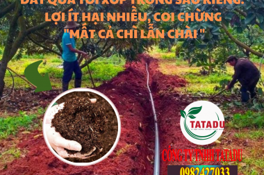 ĐẤT QUÁ TƠI XỐP TRỒNG SẦU RIÊNG: LỢI ÍT HẠI NHIỀU, COI CHỪNG “MẤT CẢ CHÌ LẪN CHÀI “