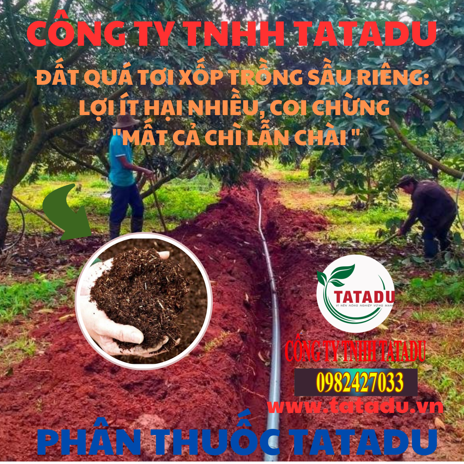 DAT QUA TOI XOP TRONG SAU RIENG LOI IT HAI NHIEU COI CHUNG MAT CA CHI LAN CHAI