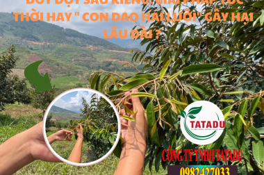 ĐỐT ĐỌT SẦU RIÊNG: GIẢI PHÁP TỨC THỜI HAY ” CON DAO HAI LƯỠI” GÂY HẠI LÂU DÀI ?