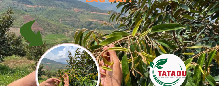 DOT DOT SAU RIENG GIAI PHAP TUC THOI HAY CON DAO HAI LUOI GAY HAI LAU DAI