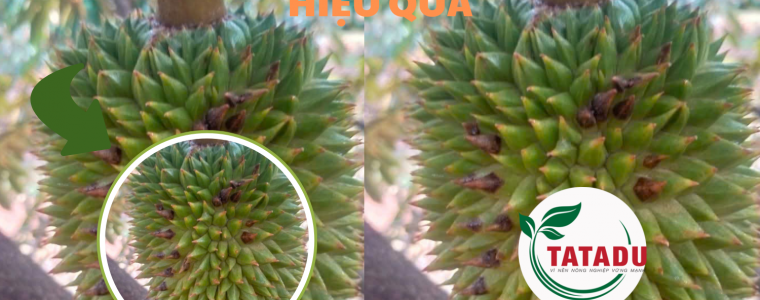 GAI SAU RIENG NON BI DOM NAU DEN NGUYEN NHAN VA CACH KHAC PHUC HIEU QUA