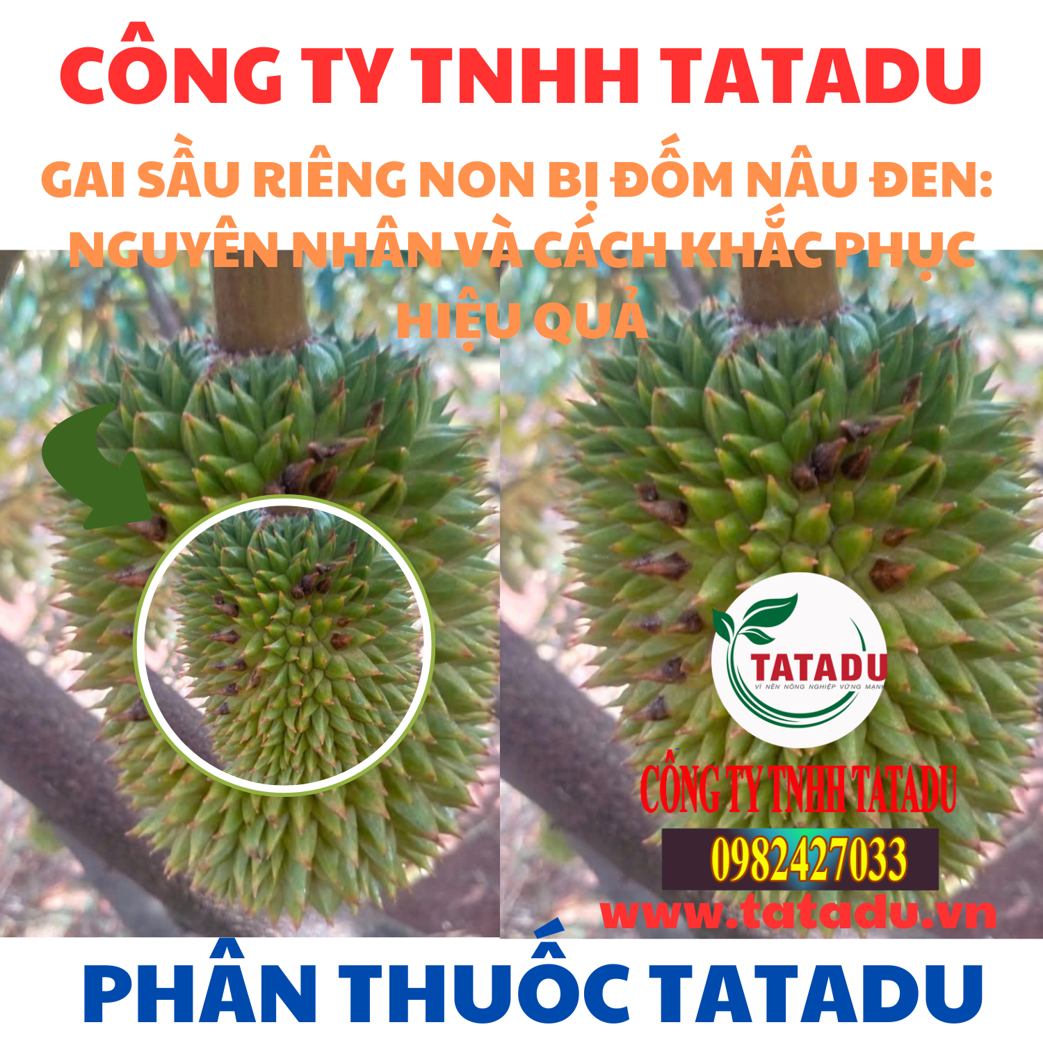 GAI SAU RIENG NON BI DOM NAU DEN NGUYEN NHAN VA CACH KHAC PHUC HIEU QUA