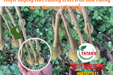 NỨT CUỐNG SẦU RIÊNG NON: NGUYÊN NHÂN VÀ GIẢI PHÁP HIỆU QUẢ CHO NHÀ VƯỜN