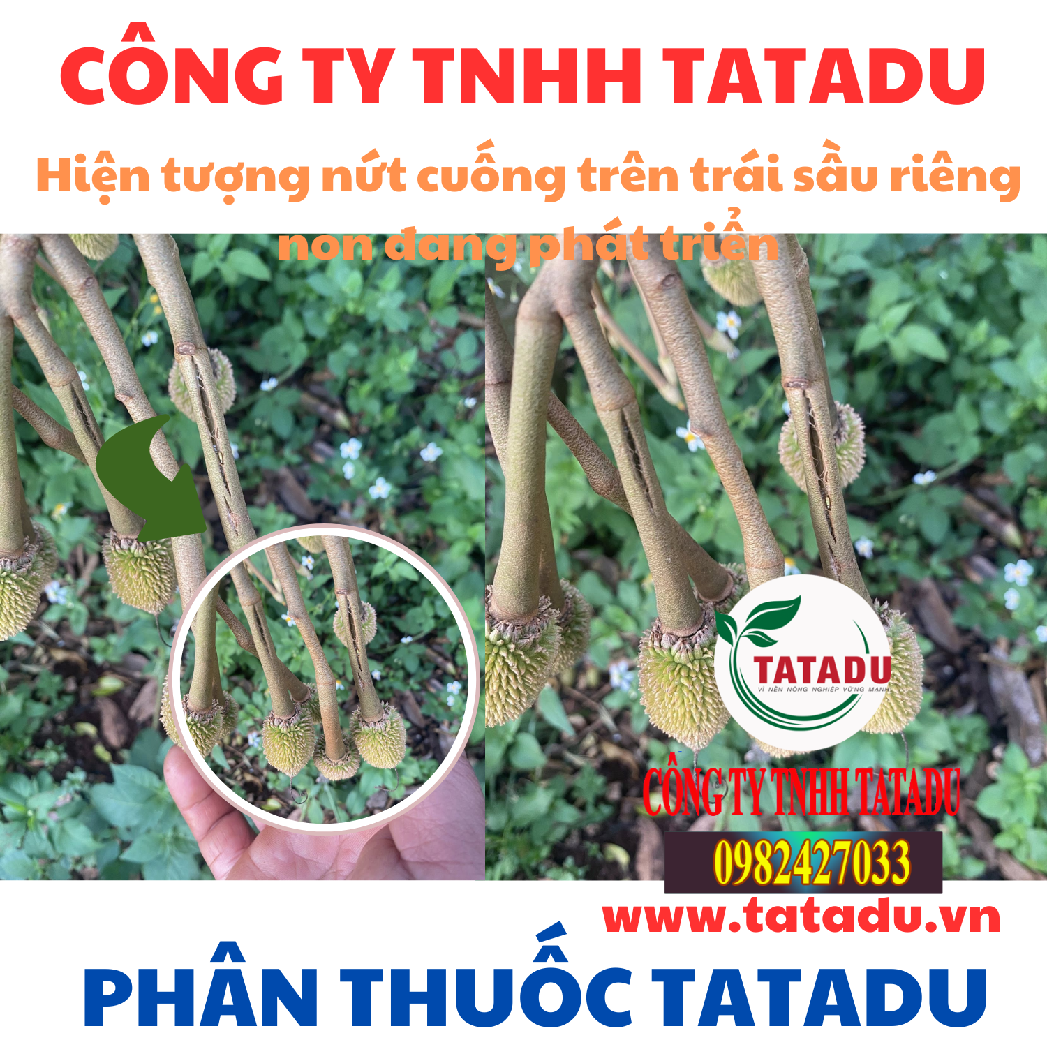 Hien tuong nut cuong tren trai sau rieng non dang phat trien