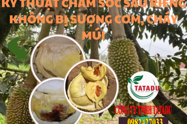 KỸ THUẬT CHĂM SÓC SẦU RIÊNG KHÔNG BỊ SƯỢNG CƠM, CHÁY MÚI: BÍ QUYẾT CHO VƯỜN SAI TRÁI, CHẤT LƯỢNG ĐỈNH CAO