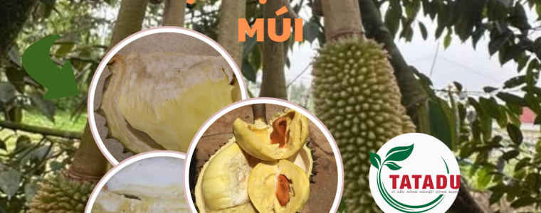 KY THUAT CHAM SOC SAU RIENG KHONG BI SUONG COM CHAY MUI
