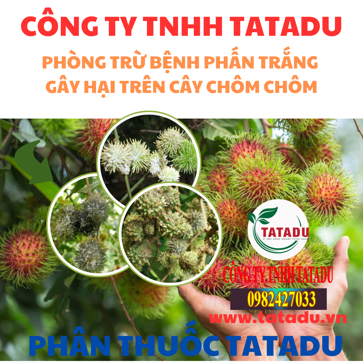 PHONG TRU BENH PHAN TRANG GAY HAI TREN CAY CHOM CHOM