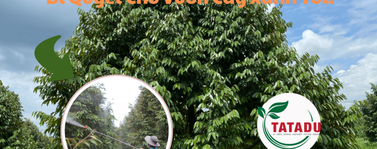 Phun Phan Bon La Mua Nang Loi Bat Cap Hai Neu Lam Dung – Bi Quyet Cho Vuon Cay Xanh Tot