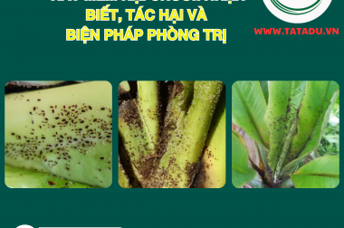 RẦY MỀM HẠI CHUỐI: NHẬN BIẾT, TÁC HẠI VÀ BIỆN PHÁP PHÒNG TRỊ
