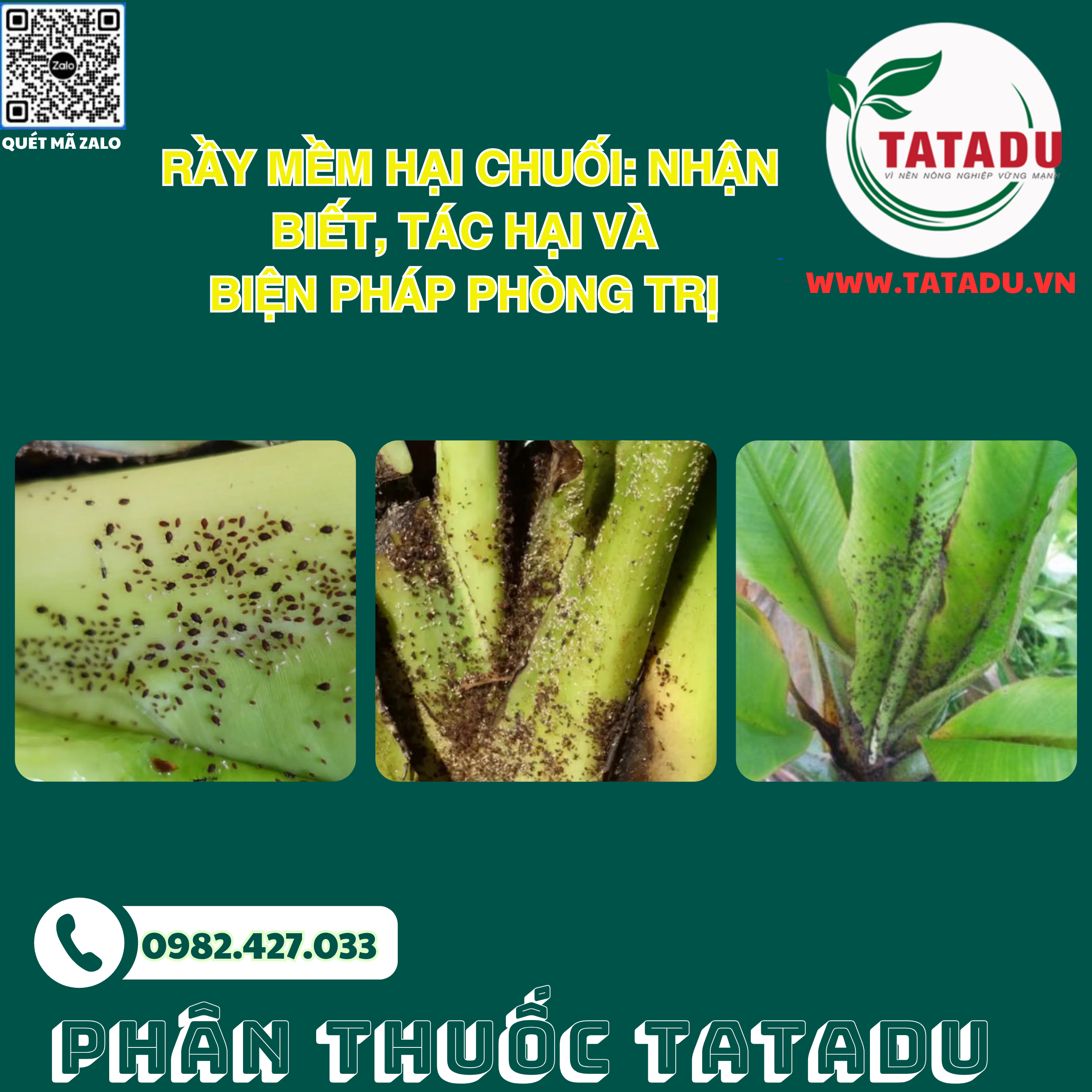 RAY MEM HAI CHUOI NHAN BIET TAC HAI VA BIEN PHAP PHONG TRI RAY MEM HAI CHUOI NHAN BIET TAC HAI VA BIEN PHAP PHONG TRI