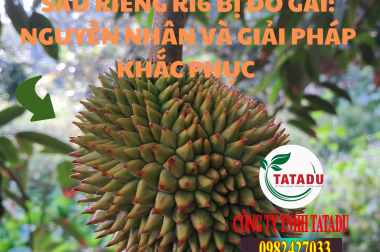 SẦU RIÊNG RI6 BỊ ĐỎ GAI: NGUYÊN NHÂN VÀ GIẢI PHÁP KHẮC PHỤC