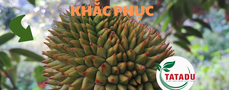 SAU RIENG RI6 BI DO GAI NGUYEN NHAN VA GIAI PHAP KHAC PHUC
