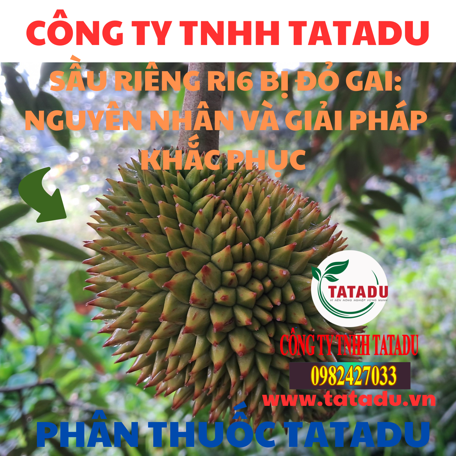 SAU RIENG RI6 BI DO GAI NGUYEN NHAN VA GIAI PHAP KHAC PHUC