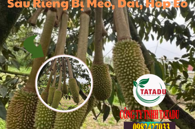 Sầu Riêng Bị Méo, Dài, Hóp Eo: Nguyên Nhân Và Giải Pháp Toàn Diện Giúp Vườn Sai Trái, Đạt Chuẩn