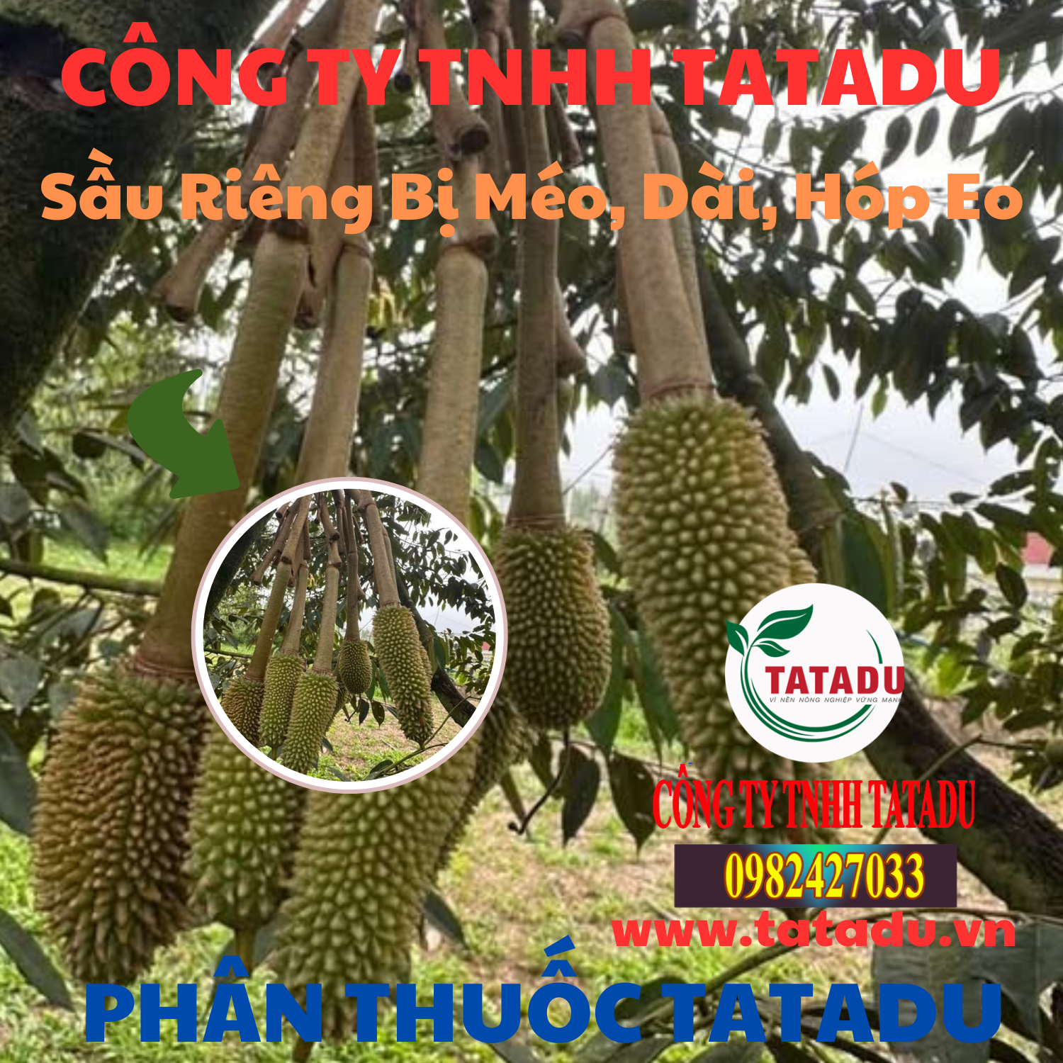 Sau Rieng Bi Meo Dai Hop Eo