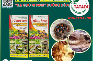 Đuông Dừa Hết Đường Trốn Chạy Với Thuốc Trừ Sâu TỨ QUÝ 9999 – Giải Pháp Bảo Vệ Vườn Dừa Toàn Diện!