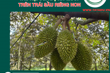 BỌ XÍT SẦU RIÊNG: CÁCH XỬ LÝ BỌ XÍT MUỖI CHÍCH SẦU RIÊNG HIỆU QUẢ