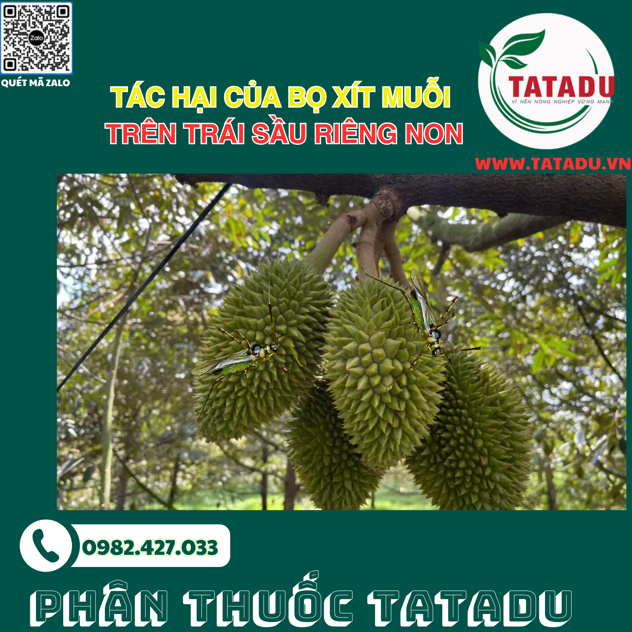 Tac hai cua bo xit muoi tren trai sau rieng non Tac hai cua bo xit muoi tren trai sau rieng non