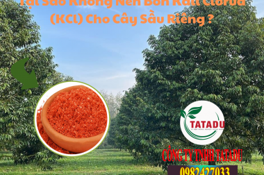 Tại Sao Không Nên Bón Kali Clorua (KCl) Cho Cây Sầu Riêng ?