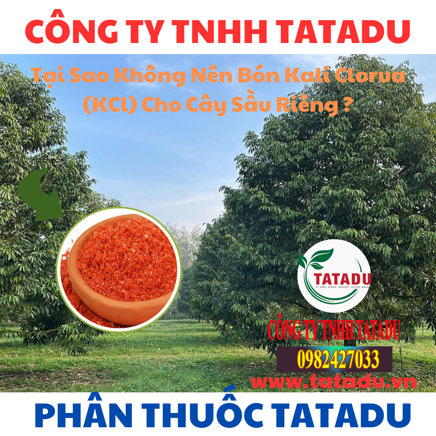 Tai Sao Khong Nen Bon Kali Clorua KCl Cho Cay Sau Rieng