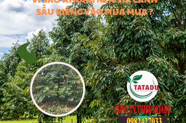 VÌ SAO KHÔNG NÊN TỈA CÀNH SẦU RIÊNG VÀO MÙA MƯA ?