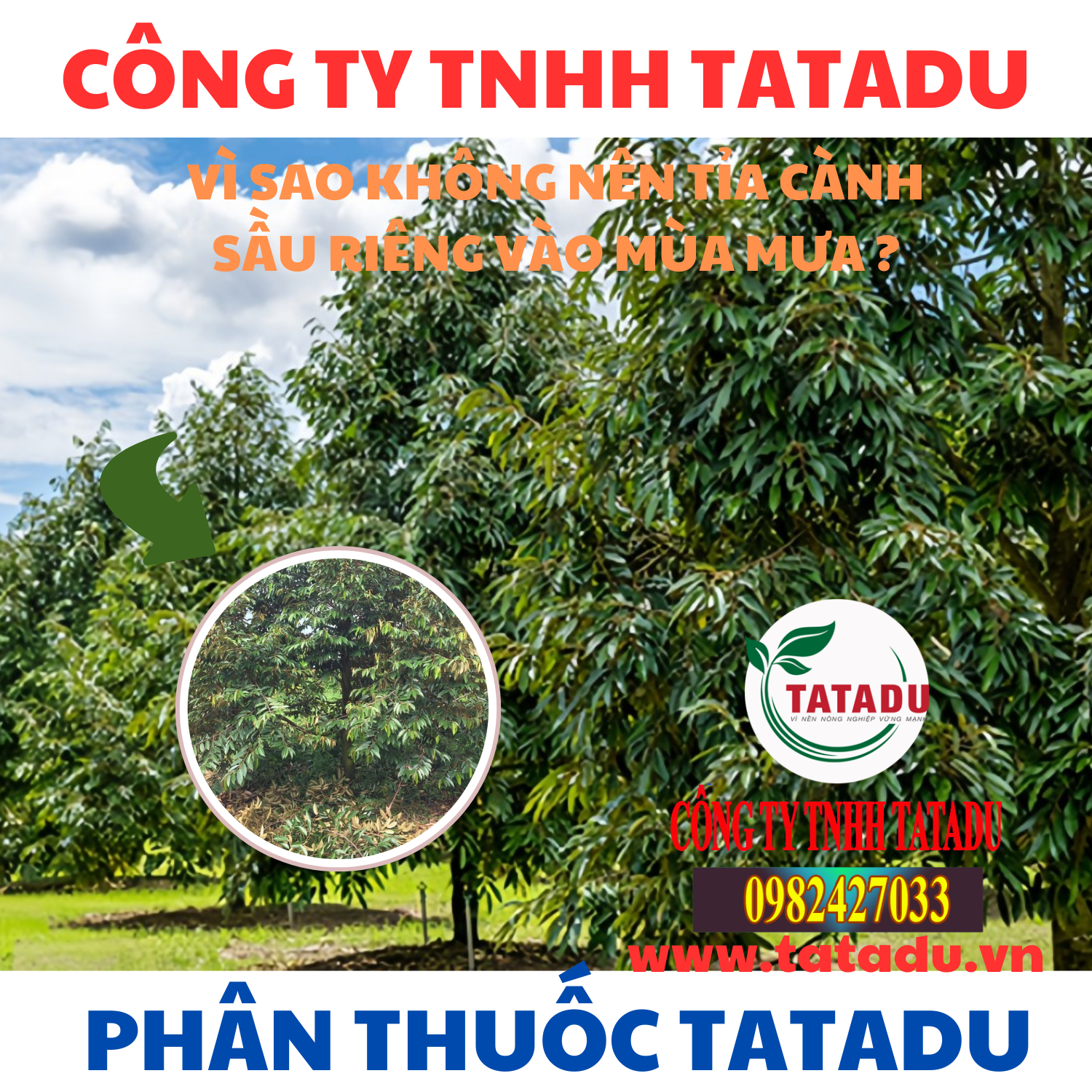 VI SAO KHONG NEN TIA CANH SAU RIENG VAO MUA MUA VI SAO KHONG NEN TIA CANH SAU RIENG VAO MUA MUA