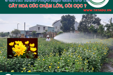 CÂY HOA CÚC CHẬM LỚN, CÒI CỌC ? 5 QUYẾT KHẮC PHỤC HIỆU QUẢ TỨC THÌ