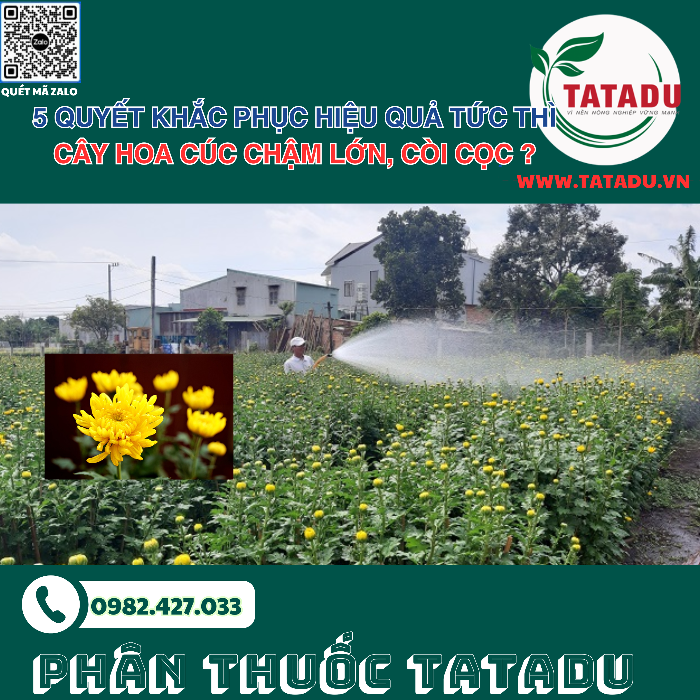 5 QUYET KHAC PHUC HIEU QUA TUC THI CAY HOA CUC CHAM LON COI COC