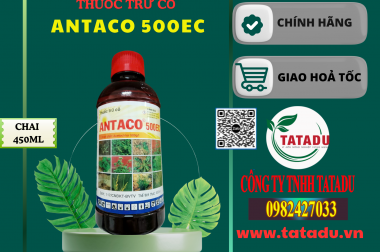 ANTACO 500EC: GIẢI PHÁP DIỆT CỎ MẦM TẬN GỐC, BẢO VỆ MÙA MÀNG NGAY TỪ ĐẦU