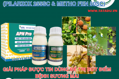 Bệnh Sương Mai trên Nho: Dấu Hiệu, Nguyên Nhân và Cách Đặc Trị Dứt Điểm