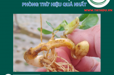 BỆNH ĐẬU PHỘNG THỐI CỦ: NGUYÊN NHÂN VÀ BIỆN PHÁP PHÒNG TRỪ HIỆU QUẢ NHẤT