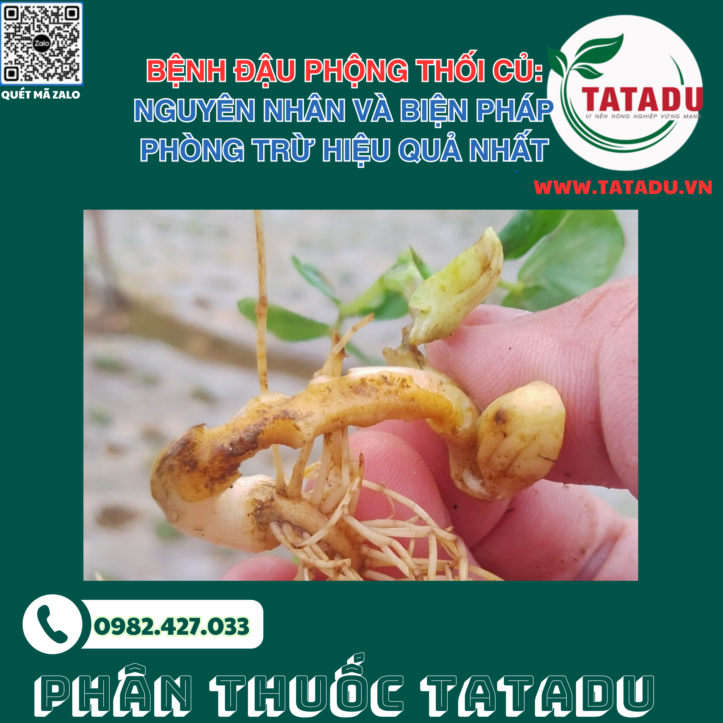 BENH DAU PHONG THOI CU NGUYEN NHAN VA BIEN PHAP PHONG TRU HIEU QUA NHAT BENH DAU PHONG THOI CU NGUYEN NHAN VA BIEN PHAP PHONG TRU HIEU QUA NHAT