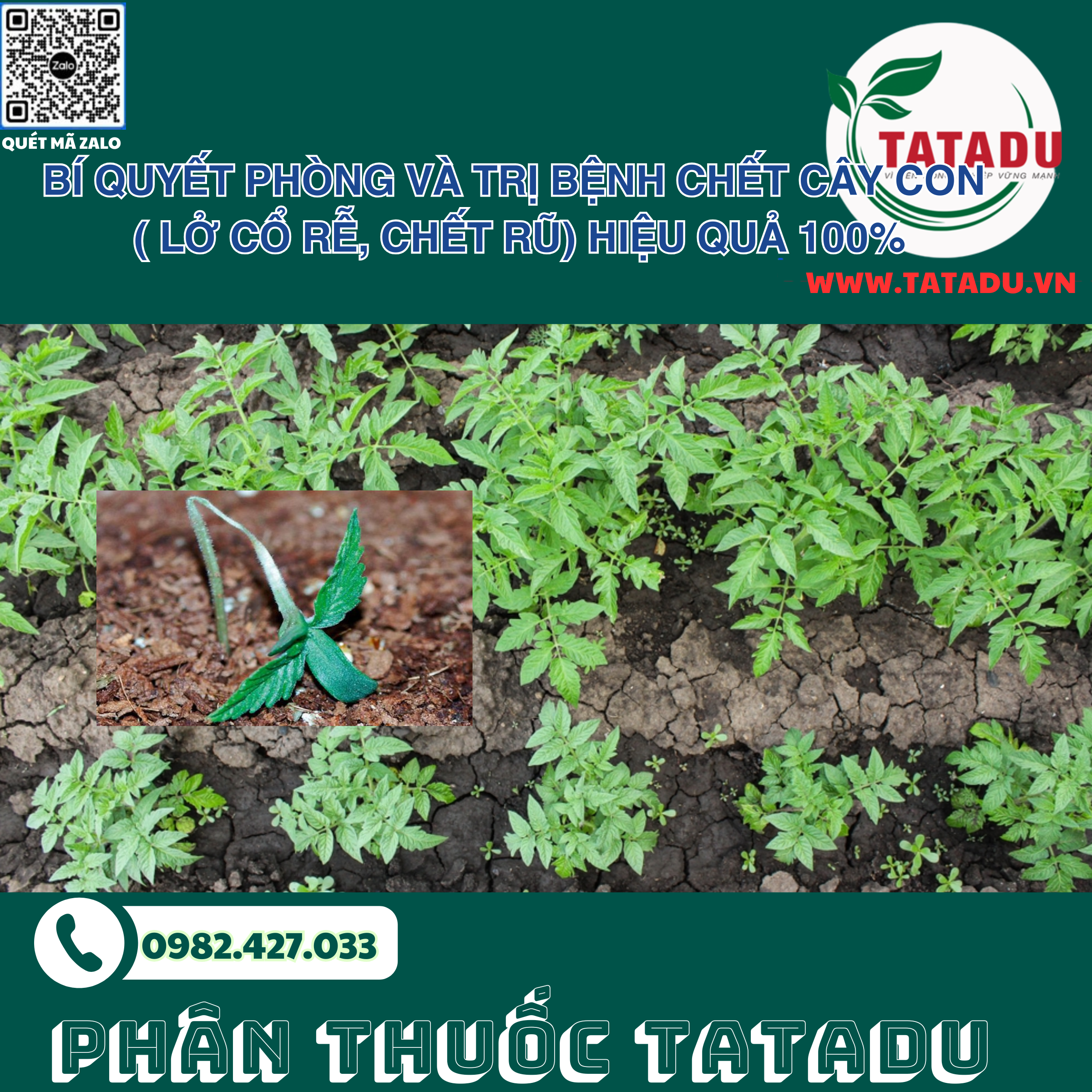 BÍ QUYẾT PHÒNG VÀ TRỊ BỆNH CHẾT CÂY CON ( LỞ CỔ RỄ, CHẾT RŨ) HIỆU QUẢ 100%