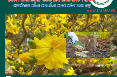 BÓN PHÂN D.A.P CHO MAI BAO LÂU 1 LẦN ? HƯỚNG DẪN CHUẨN CHO CÂY SAI NỤ