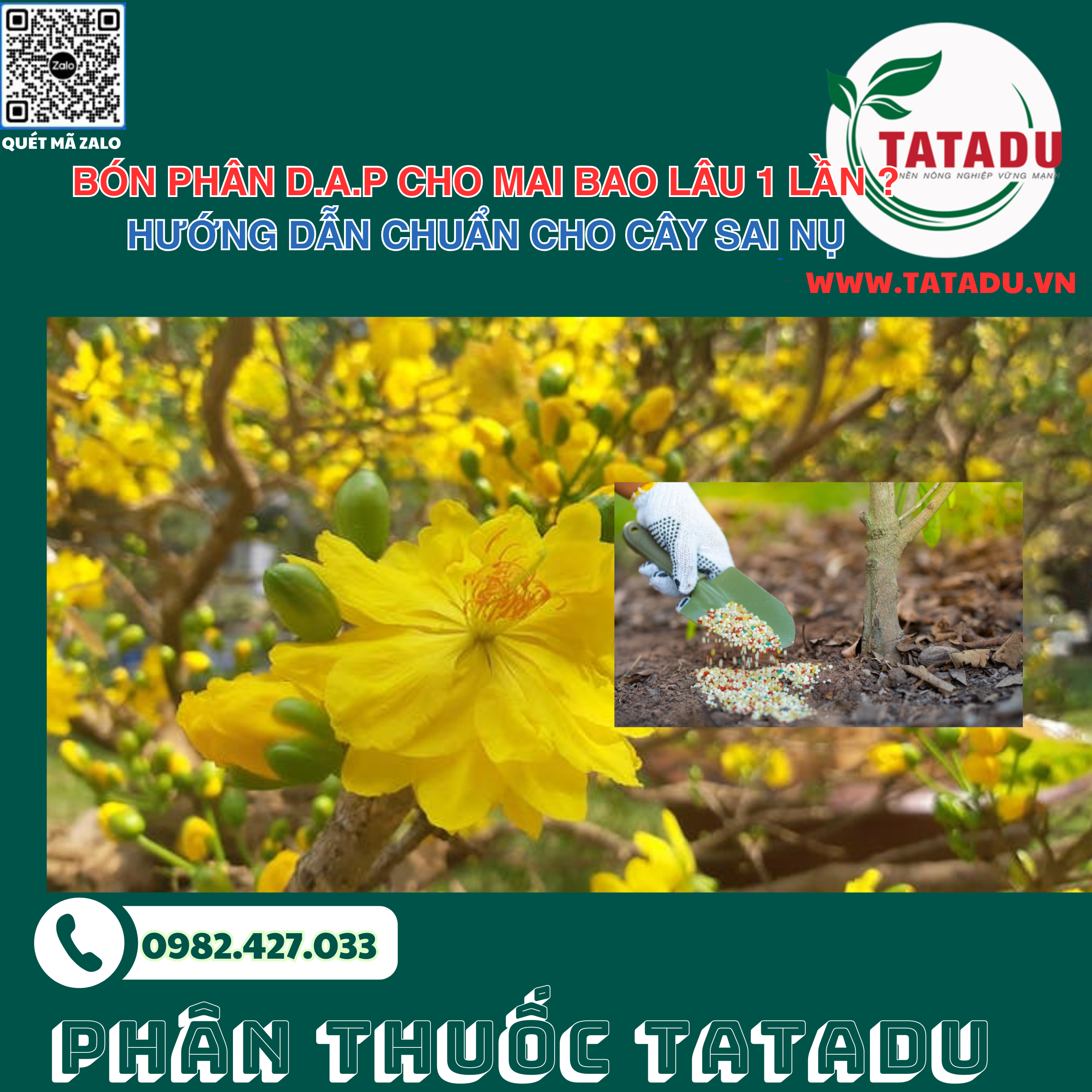 BÓN PHÂN D.A.P CHO MAI BAO LÂU 1 LẦN ? HƯỚNG DẪN CHUẨN CHO CÂY SAI NỤ