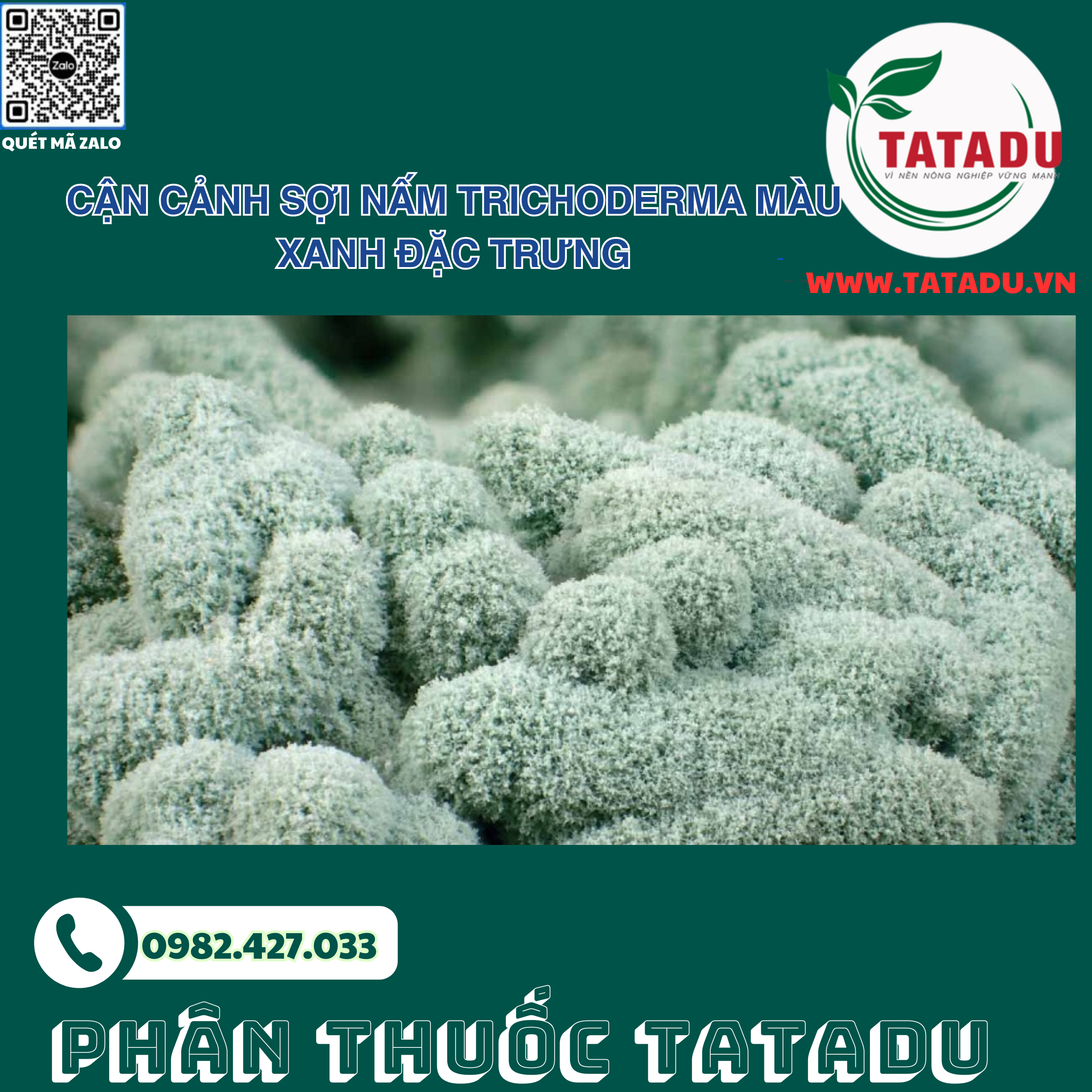 Can canh soi nam Trichoderma mau xanh dac trung