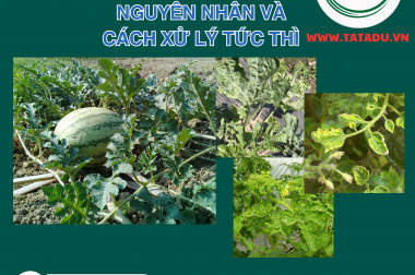DƯA HẤU 15 NGÀY BỊ XOĂN ĐỌT: NGUYÊN NHÂN VÀ CÁCH XỬ LÝ TỨC THÌ