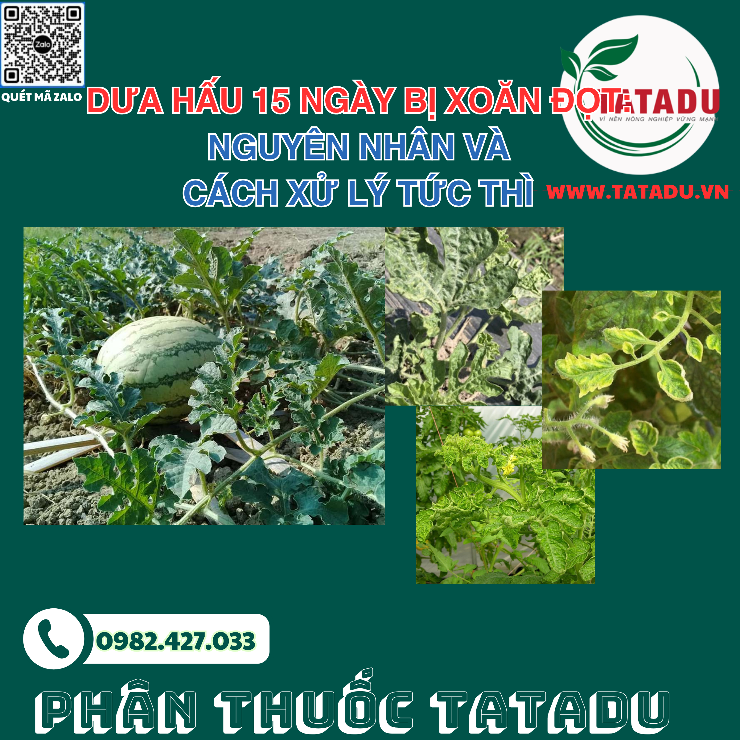 DUA HAU 15 NGAY BI XOAN DOT NGUYEN NHAN VA CACH XU LY TUC THI DUA HAU 15 NGAY BI XOAN DOT NGUYEN NHAN VA CACH XU LY TUC THI