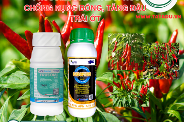 GIẢI PHÁP TĂNG ĐẬU TRÁI, CHỐNG RỤNG TRÁI CHO CÂY ỚT