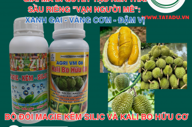 GIẢI MÃ BÍ QUYẾT TẠO NÊN TRÁI SẦU RIÊNG “VẠN NGƯỜI MÊ”: XANH GAI – VÀNG CƠM – ĐẬM VỊ