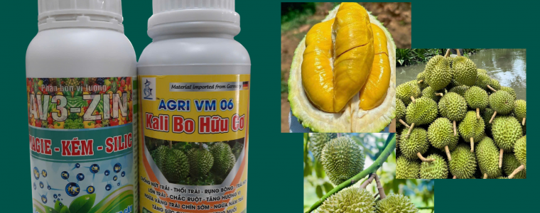 GIẢI MÃ BÍ QUYẾT TẠO NÊN TRÁI SẦU RIÊNG "VẠN NGƯỜI MÊ": XANH GAI - VÀNG CƠM - ĐẬM VỊ
