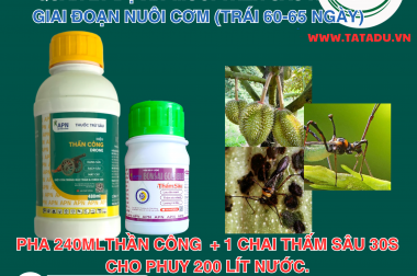 GIẢI PHÁP VÀNG: QUẢN LÝ BỌ XÍT MUỖI TRÊN SẦU RIÊNG GIAI ĐOẠN NUÔI CƠM (TRÁI 60-65 NGÀY)