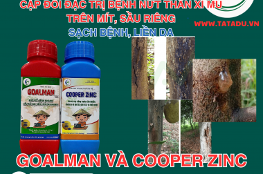 CẶP QUÉT BMFE GOALMAN VÀ COOPER ZINC ĐẶC TRỊ NỨT THÂN XÌ MỦ TRÊN MÍT, SẦU RIÊNG