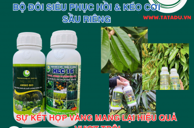 BỘ ĐÔI SIÊU PHỤC HỒI VÀ KÉO CƠI SẦU RIÊNG HLC 16 + AMINO BIO