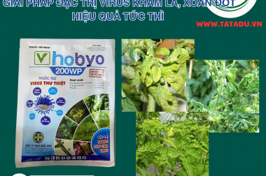 HOBYO 200WP – GIẢI PHÁP ĐẶC TRỊ VIRUS KHẢM LÁ, XOẮN ĐỌT HIỆU QUẢ TỨC THÌ