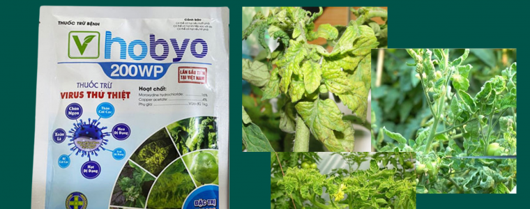 HOBYO 200WP GIẢI PHÁP ĐẶC TRỊ VIRUS KHẢM LÁ, XOẮN ĐỌT HIỆU QUẢ TỨC THÌ
