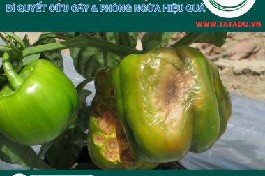 Khắc Phục Ớt Cháy Nắng (Cháy Lá, Nám Quả): Bí Quyết Cứu Cây & Phòng Ngừa Hiệu Quả