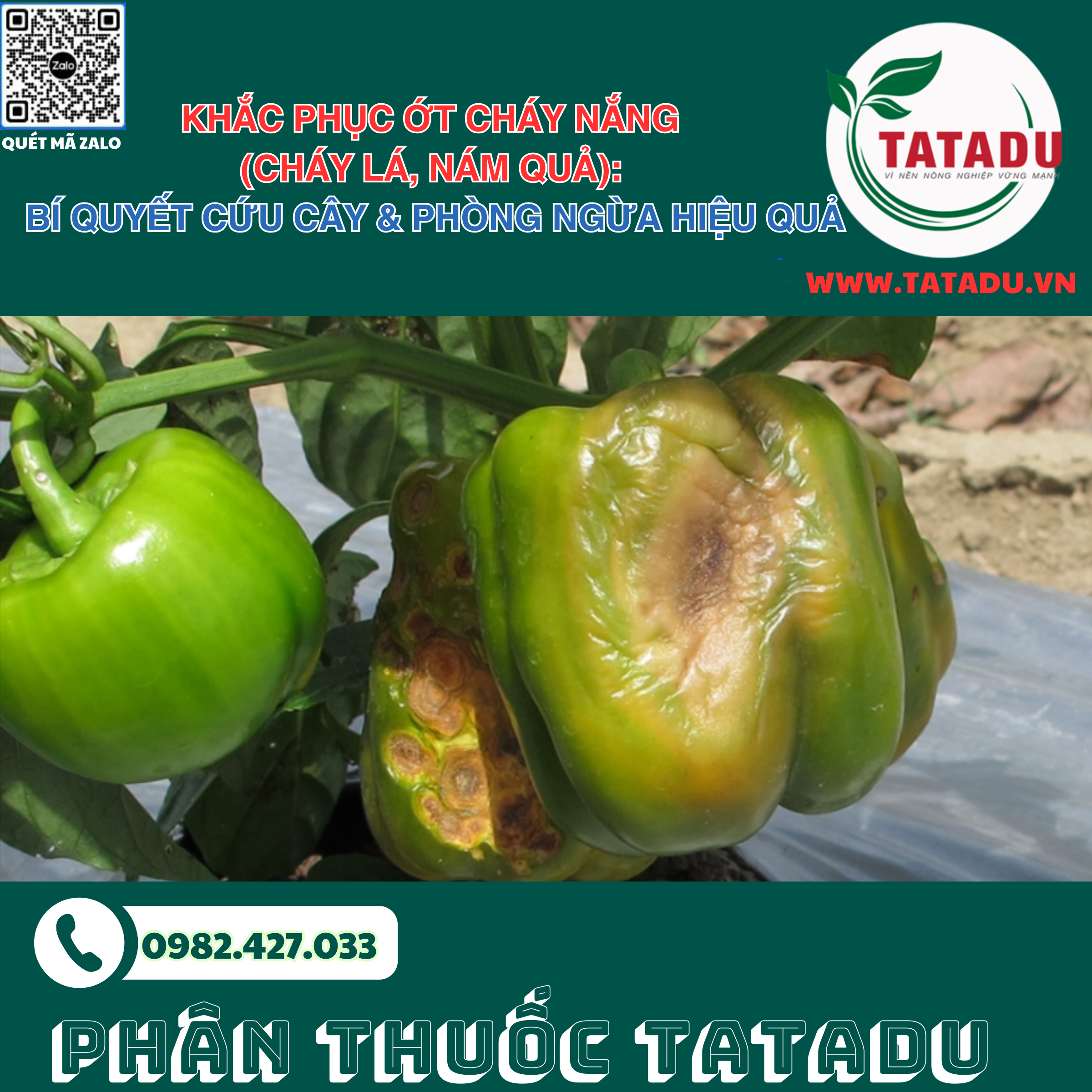 Khac Phuc Ot Chay Nang Chay La Nam Qua Bi Quyet Cuu Cay Phong Ngua Hieu Qua Khac Phuc Ot Chay Nang Chay La Nam Qua Bi Quyet Cuu Cay Phong Ngua Hieu Qua