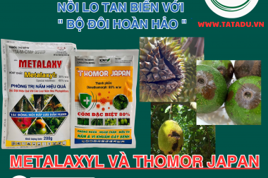 BỆNH THỐI TRÁI MÙA MƯA: NỖI LO TAN BIẾN VỚI ” BỘ ĐÔI HOÀN HẢO “